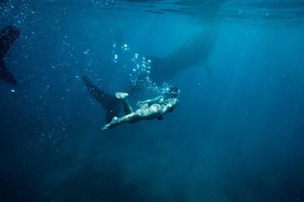 Whale shark in Donsol, Philippines