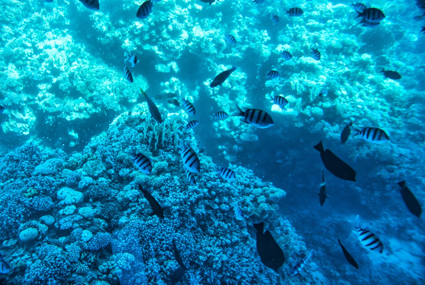 Sharm el Sheikh